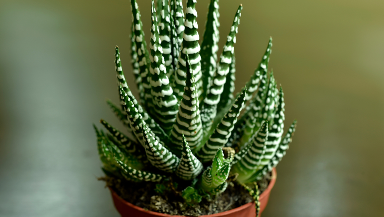 Jardinería: por qué la planta cebra es la suculenta que todos quieren tener en casa