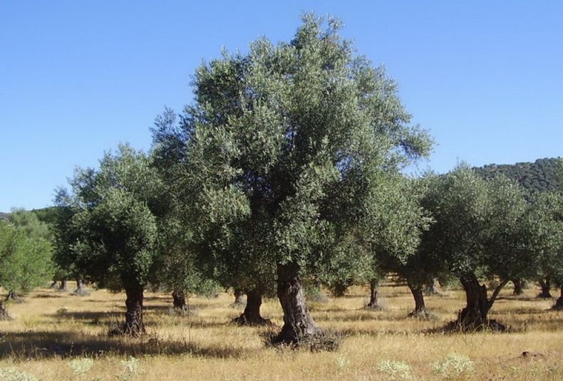Olivos