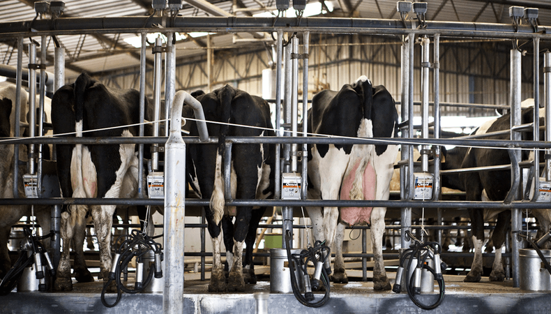 Cae la exportación de leche y derivados y presiona sobre el mercado interno y los productores.