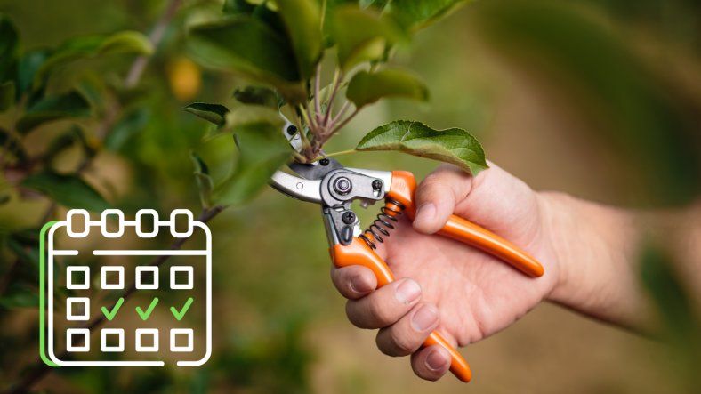 Qué plantas podar antes de septiembre para un jardín con más flores