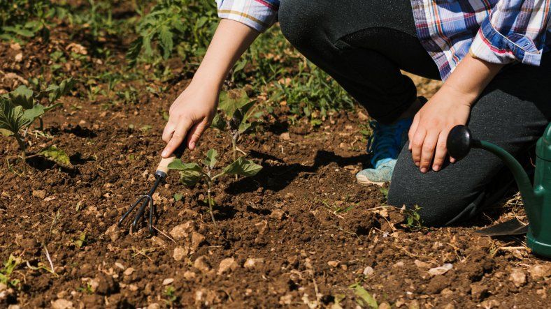 Falta poco para la primavera: ¿qué se cosecha y qué se siembra entre agosto y septiembre en Mendoza?