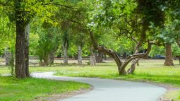 Día Provincial del Árbol: por qué se celebra hoy, 15 de agosto