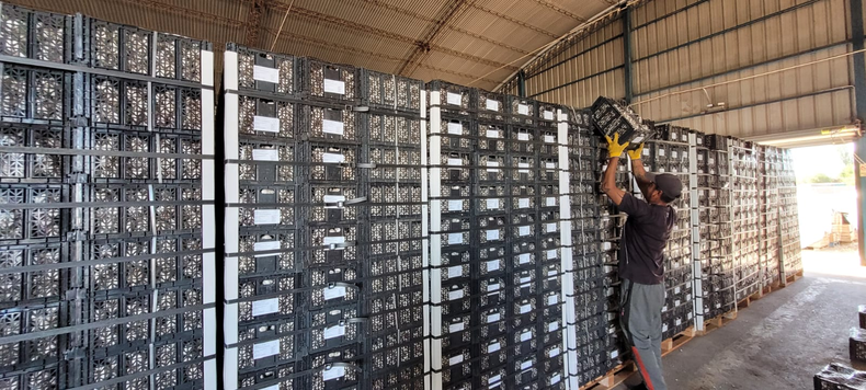 La exportación de ajo esta en el podio de los productos mendocinos. Sin embargo la participación de Mendoza en el total de las exportaciones sigue cayendo