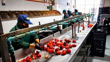 La linea de industrialización de los morrones mendocinos. Un ejemplo de la agroindustria de Mendoza La linea de industrialización de los morrones mendocinos. Un ejemplo de la agroindustria de Mendoza