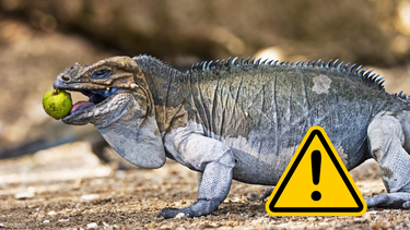 Mascota: el error fatal que podés cometer al alimentar a tu iguana