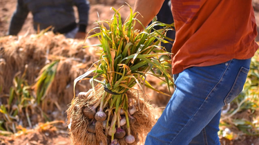 Crisis del ajo en la provincia de Mendoza: la sobreoferta deja a los productores al límite
