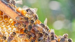 General Alvear será sede del 2° Encuentro Internacional Apícola que reúne a referentes latinoamericanos.