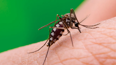 Chacó confirmó un caso positivo de virus Chikungunya.