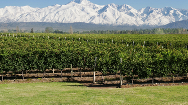 hacia un vino mas inteligente: aprendizajes para la vitivinicultura argentina