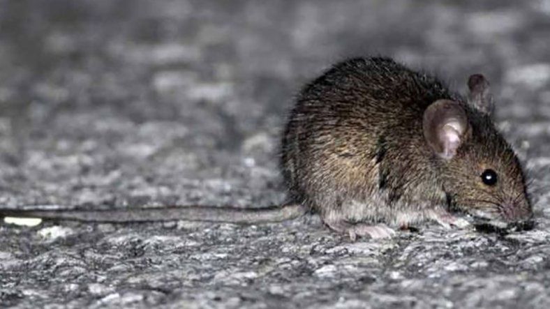 Alerta por hantavirus en la Patagonia: dos muertes causaron temor a un nuevo brote
