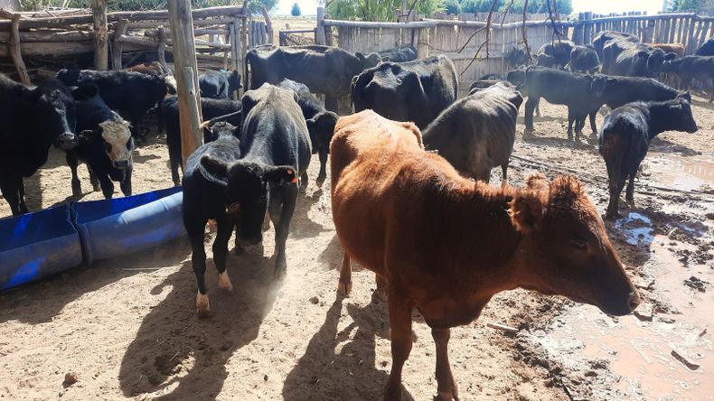 Ganadería bovina en Malargüe.