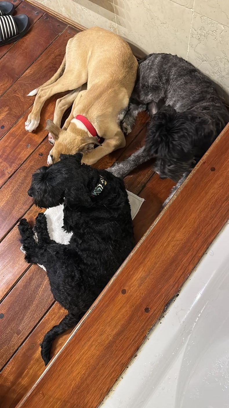 Algunos de los caninos que serán testigos del matrimonio en diciembre.