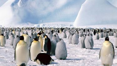 en la antartida pagan mas de 2.000 dolares por contar pingüinos: como y donde postularse
