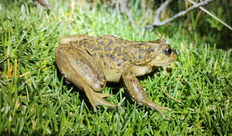 Ranita del Pehuenche.