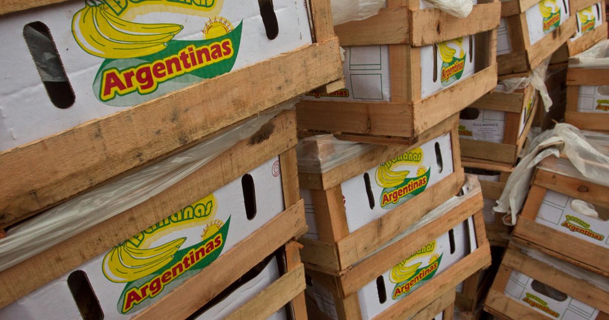 Con potencial a futuro, crece la producción de bananas argentinas