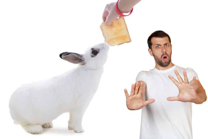 Mascota: ¿es el pan un peligro oculto para tu conejo?