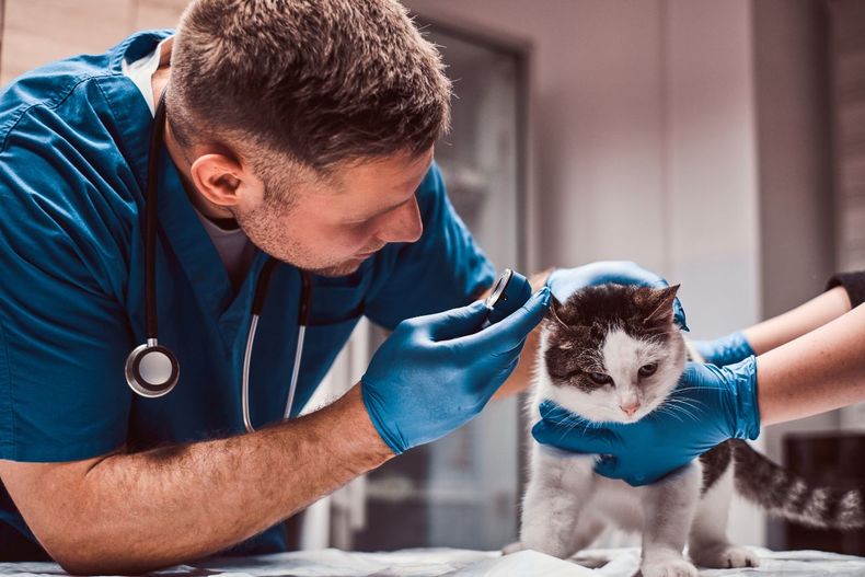 Los veterinarios son figuras clave en la vida cotidiana