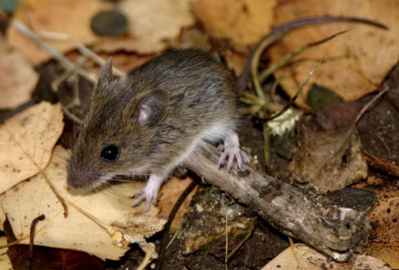 raton hantavirus