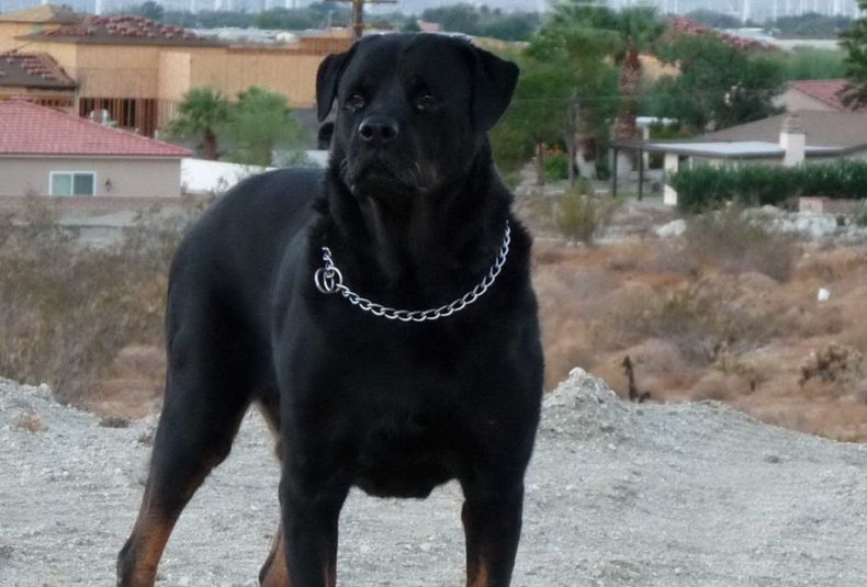 Los perros de raza, domesticados para custodiar viviendas, son los que atacan.