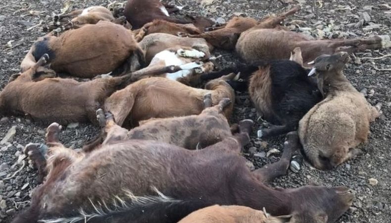 Indignación: una familia denunció la muerte de más de 25 animales en un puesto de Malargüe.&nbsp;