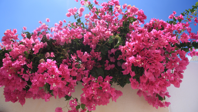 Jardinería: cómo cuidar tu Santa Rita en invierno para que florezca con fuerza en primavera
