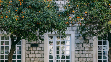 Jardinería: Cómo solucionar las hojas enroscadas en los cítricos de tu jardín