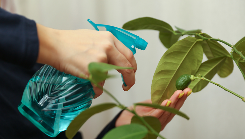 Jardiner&iacute;a: si ten&eacute;s vinagre en tu casa, ten&eacute;s un tesoro para tus plantas de interiores