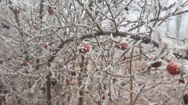 El Ministerio de Economía de la Nación declaró la emergencia y el desastre agropecuario para distintos puntos de la provincia de Mendoza por heladas, granizo y viento zonda.