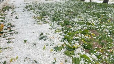 El Gobierno de Mendoza recibió aportes de Nación por la emergencia agropecuaria. El Gobierno de Mendoza recibió aportes de Nación por la emergencia agropecuaria.