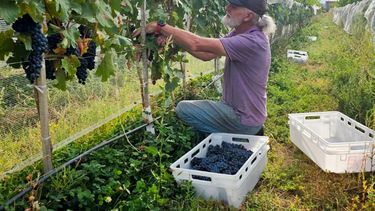 Agricultura regenerativa: el modelo mendocino que se expande en la región Agricultura regenerativa: el modelo mendocino que se expande en la región