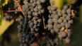 Malbec y sequía: investigadores de Mendoza estudiarán la posible memoria al estrés