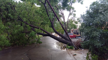 Tormenta histórica en Mendoza: granizo, vientos intensos y daños en distintos departamentos Tormenta histórica en Mendoza: granizo, vientos intensos y daños en distintos departamentos