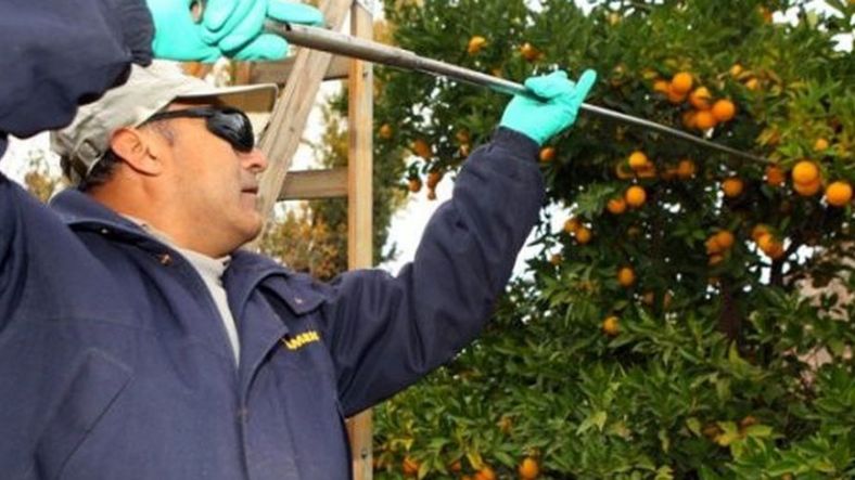 El Iscamen recuerda el inicio de temporada de cosecha de cítricos