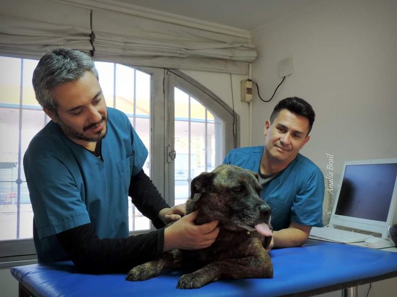 Tiger junto a Fabián Arnáez y Adrián Barón, los veterinarios que le salvaron la vida.
