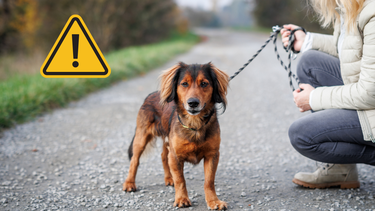 Sitio Andino | pasear al perro, mascota.png