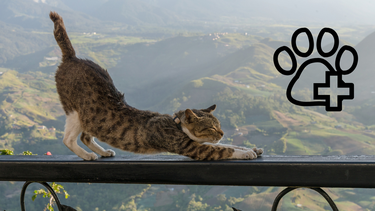 Sitio Andino | gato estirándose, mascota.png