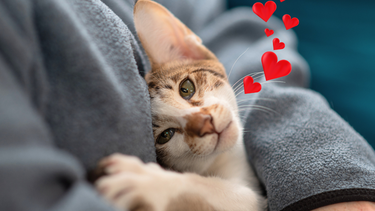 Sitio Andino | gato cariñoso, mascota.png