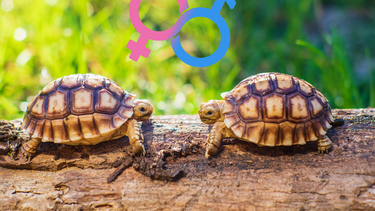 Mascota: la guía definitiva para saber si tu tortuga es macho o hembra