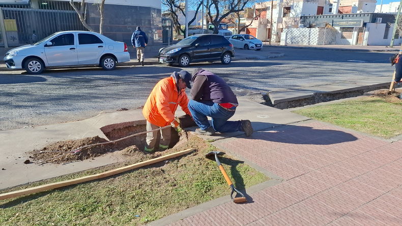 Forestación en San Rafael: 300 nuevos ejemplares en el centro y 10 mil hasta fin de año.