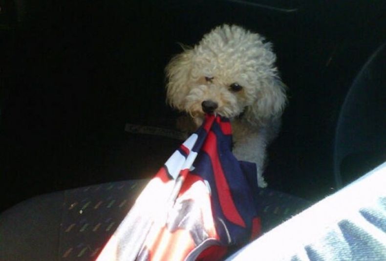 Perro