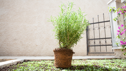 ¿Por qué se secan las plantas de romero y cómo evitarlo?