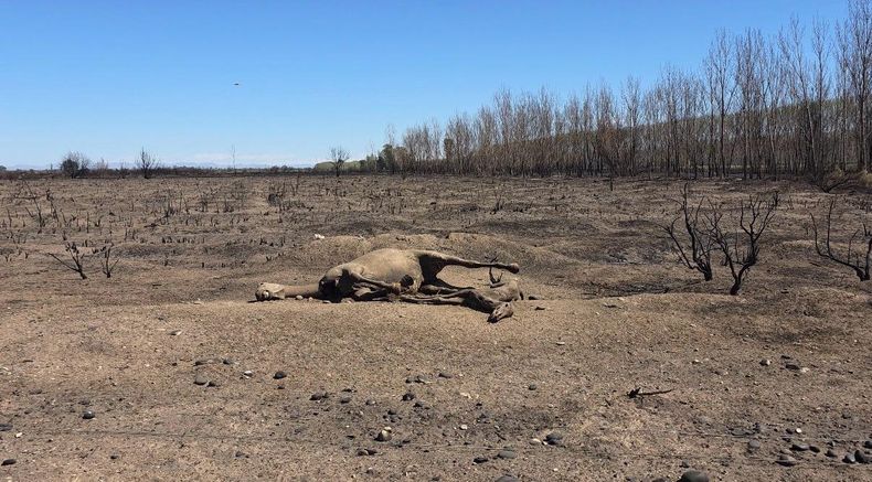El abandono de los campos del Ejército en San Rafael acrecentó el riesgo de los incendios del pasado domingo.