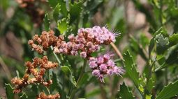Científicos estudian una planta que crece en Mendoza con potencial para inhibir el crecimiento tumoral