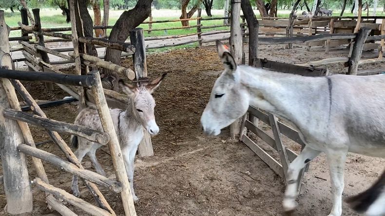 Ya se realizó una faena experimental de carne de burro en Chubut.
