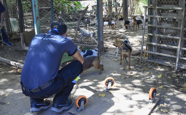 En el lugar encontraron a 81 perros en pésimas condiciones.&nbsp;