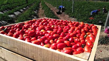 En Argentina, un productor de tomate necesita cosechar 70 mil kilos por hectárea para que le sea rentable