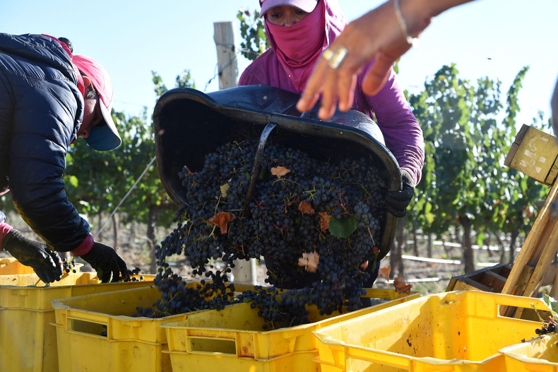 La vitivinicultura se acerca a los 4 años en rojo. Los que más sufren; los productores