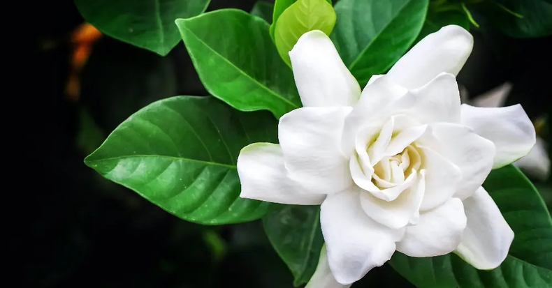 Jardinería: los cuidados esenciales para cuidar a tu jazmín del cabo en invierno