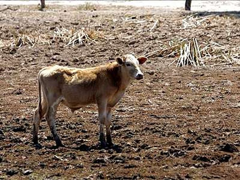 Preocupa la extrema sequ&iacute;a en Alvear.