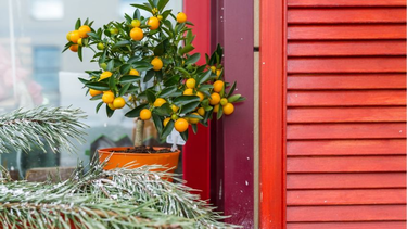 Consejos para cuidar y cosechar limones de un limonero en maceta
